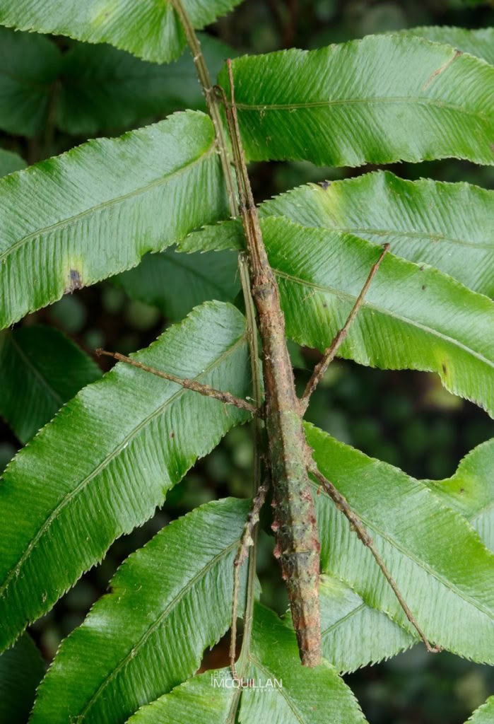 Spinotectarchus acornutus, Diapheromeridae, photographed in New Zealand by Bryce McQuillan