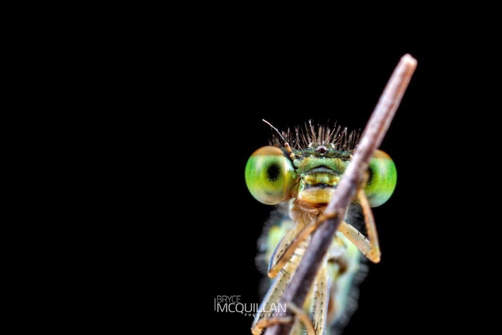 Aurora Bluetail (Ischnura aurora), Coenagrionidae, photographed in New Zealand by Bryce McQuillan