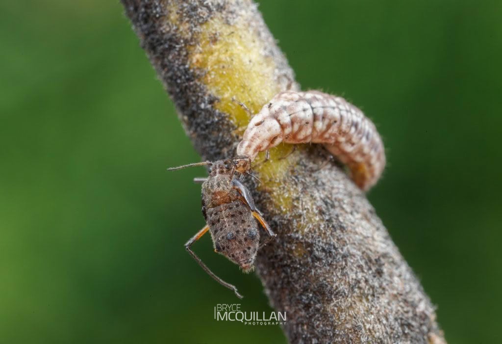 Tasmanian Lacewing (Micromus tasmaniae), Hemerobiidae, photographed in New Zealand by Bryce McQuillan