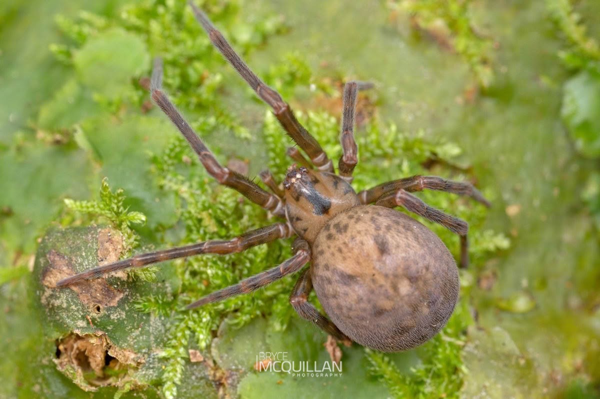 Megadictyna thilenii, Megadictynidae, photographed in New Zealand by Bryce McQuillan