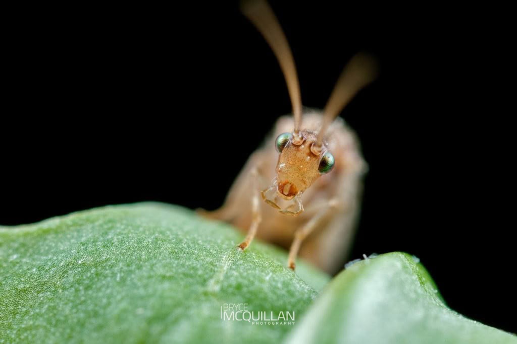 Tasmanian Lacewing (Micromus tasmaniae), Hemerobiidae, photographed in New Zealand by Bryce McQuillan