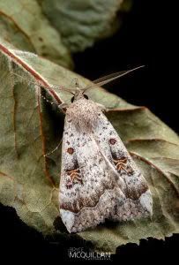 Rhapsa scotosialis, Erebidae, photographed in New Zealand by Bryce McQuillan
