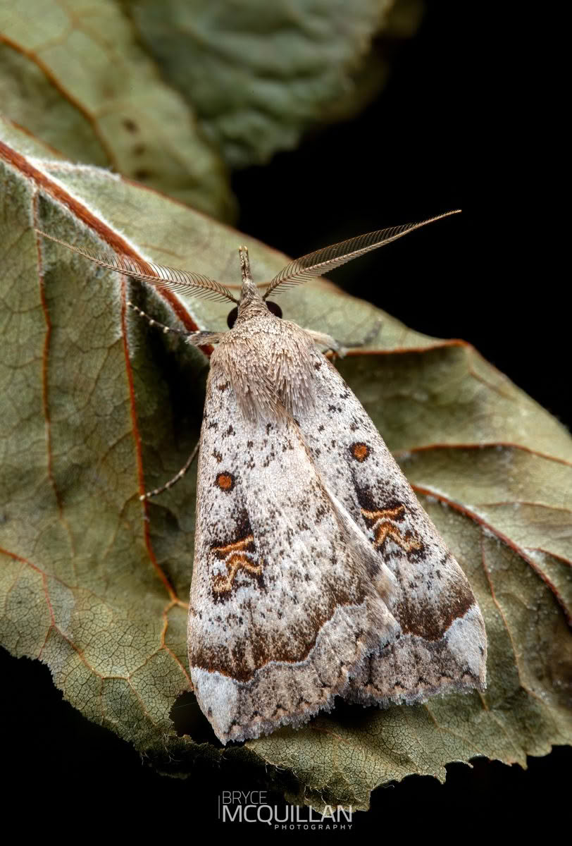 Rhapsa scotosialis, Erebidae, photographed in New Zealand by Bryce McQuillan