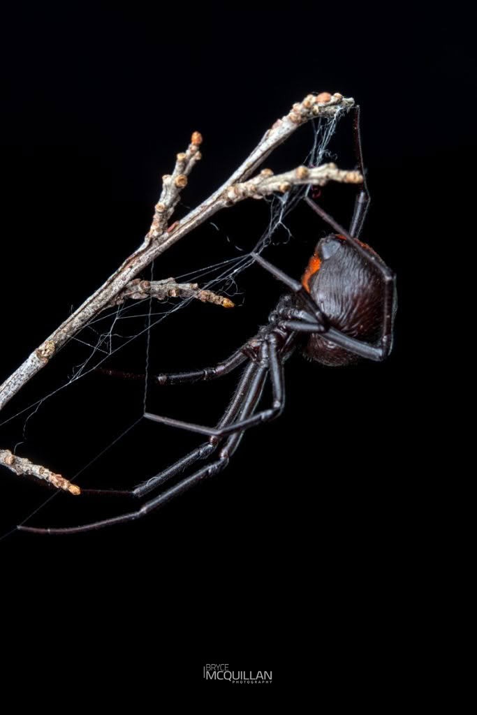 Latrodectus hasseltii, Theridiidae, photographed in New Zealand by Bryce McQuillan