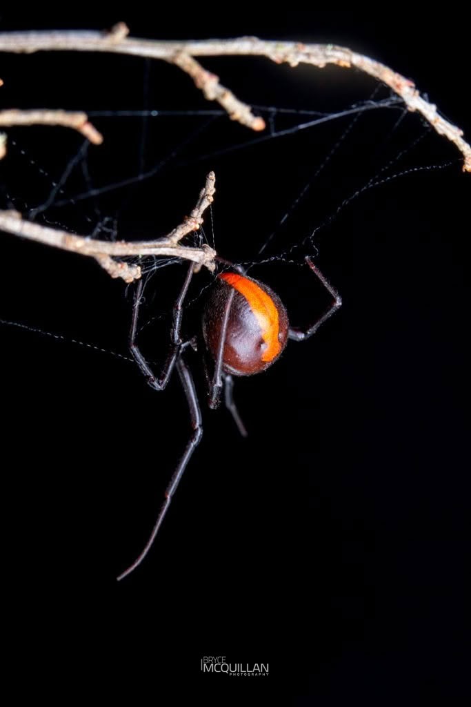 Latrodectus hasseltii, Theridiidae, photographed in New Zealand by Bryce McQuillan