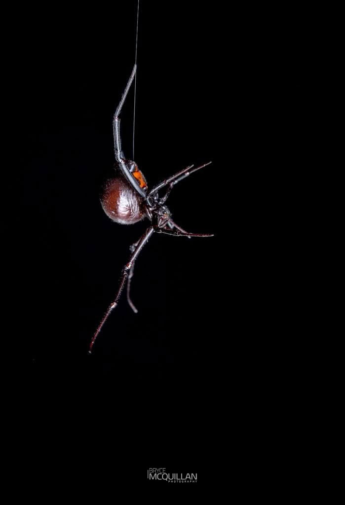 Latrodectus hasseltii, Theridiidae, photographed in New Zealand by Bryce McQuillan