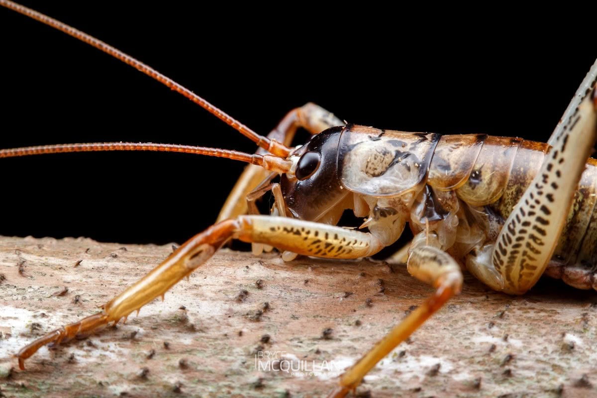 Auckland Tree Weta (Hemideina thoracica), Anostostomatidae, photographed in New Zealand by Bryce McQuillan