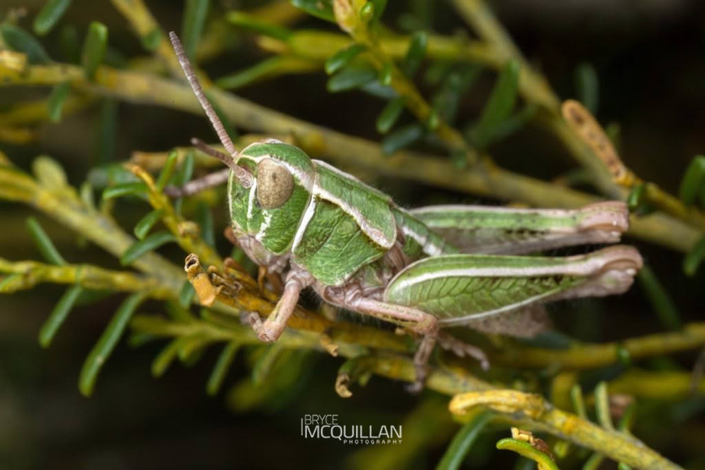 Phaulacridium sp, Acrididae, photographed in New Zealand by Bryce McQuillan