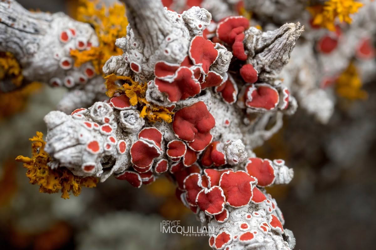 Haematomma alpinum, Haematommataceae, photographed in New Zealand by Bryce McQuillan