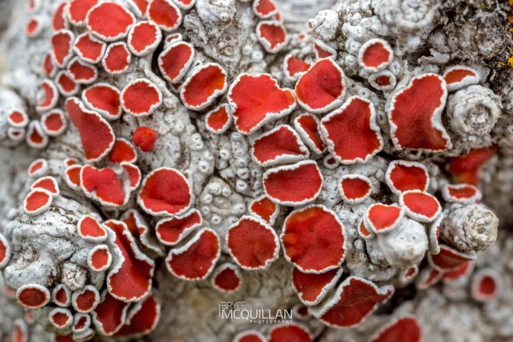 Haematomma alpinum, Haematommataceae, photographed in New Zealand by Bryce McQuillan