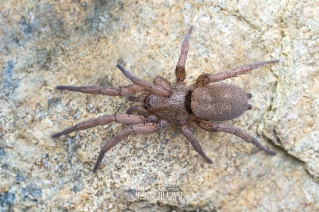 Zelanda elongata, Gnaphosidae, photographed in New Zealand by Bryce McQuillan