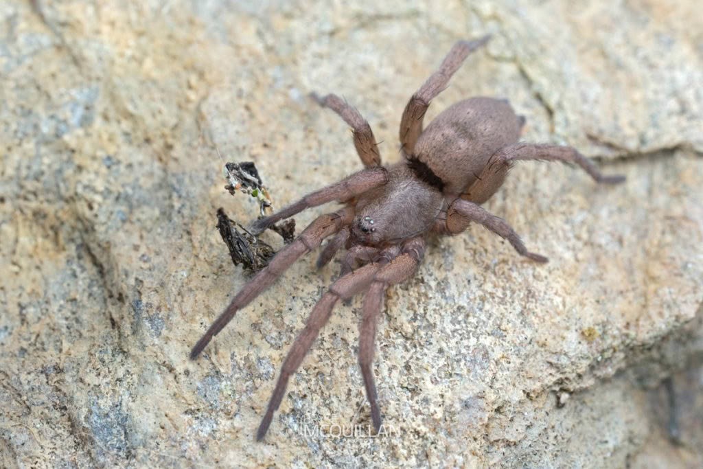 Zelanda elongata, Gnaphosidae, photographed in New Zealand by Bryce McQuillan