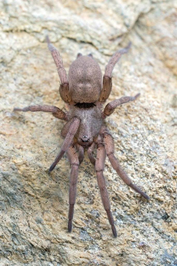 Zelanda elongata, Gnaphosidae, photographed in New Zealand by Bryce McQuillan