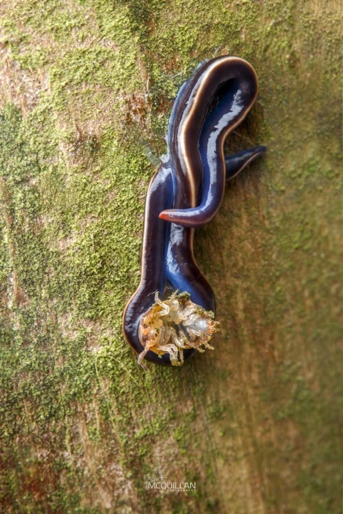 Caenoplana coerulea, Geoplanidae, photographed in New Zealand by Bryce McQuillan