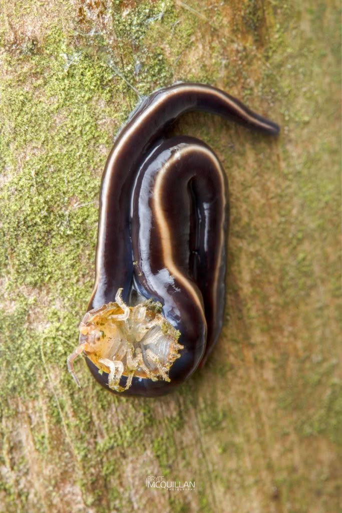 Caenoplana coerulea, Geoplanidae, photographed in New Zealand by Bryce McQuillan