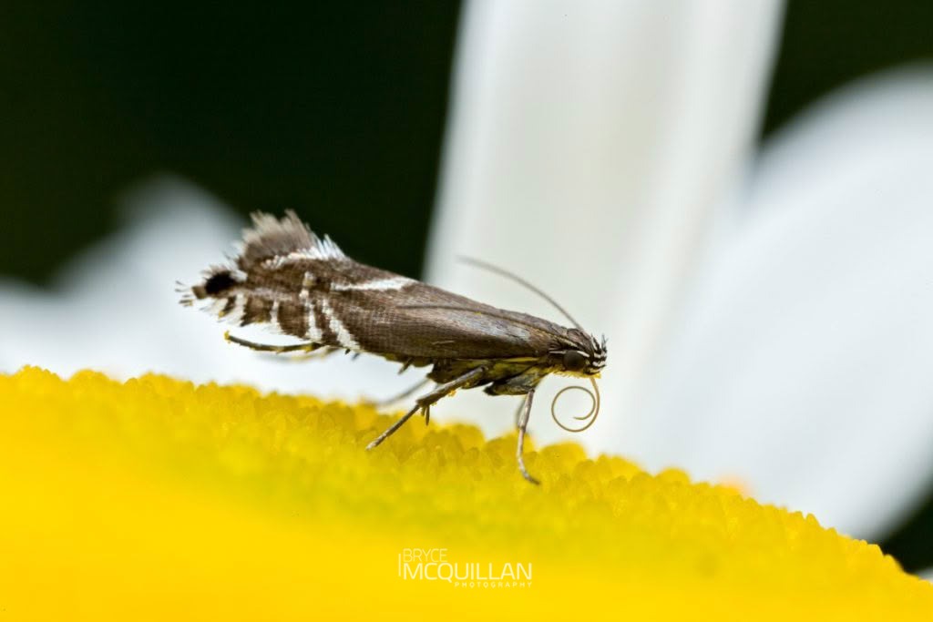 Glyphipterix iocheaera, Glyphipterigidae, photographed in New Zealand by Bryce McQuillan