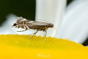 Glyphipterix iocheaera, Glyphipterigidae photographed by Bryce McQuillan
