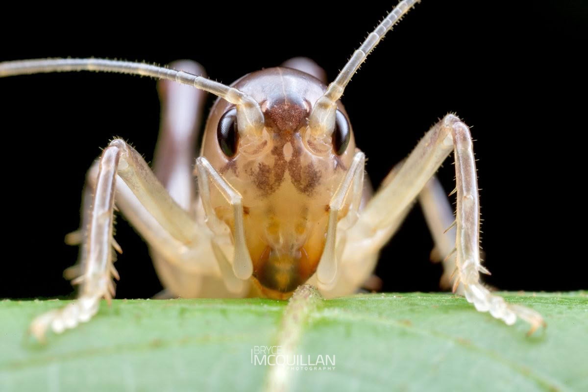Ground Weta (Hemiandrus pallitarsis), Anostostomatidae, photographed in New Zealand by Bryce McQuillan