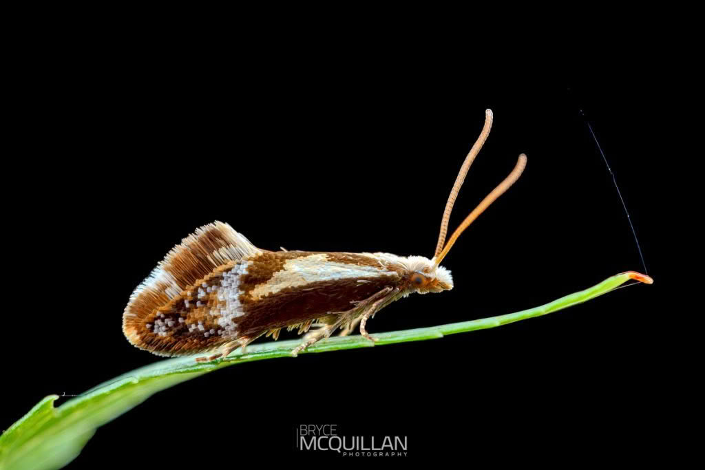 Mnesarchella loxoscia, Mnesarchaeidae photographed by Bryce McQuillan