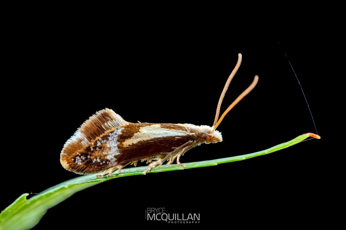 Mnesarchella loxoscia, Mnesarchaeidae photographed by Bryce McQuillan