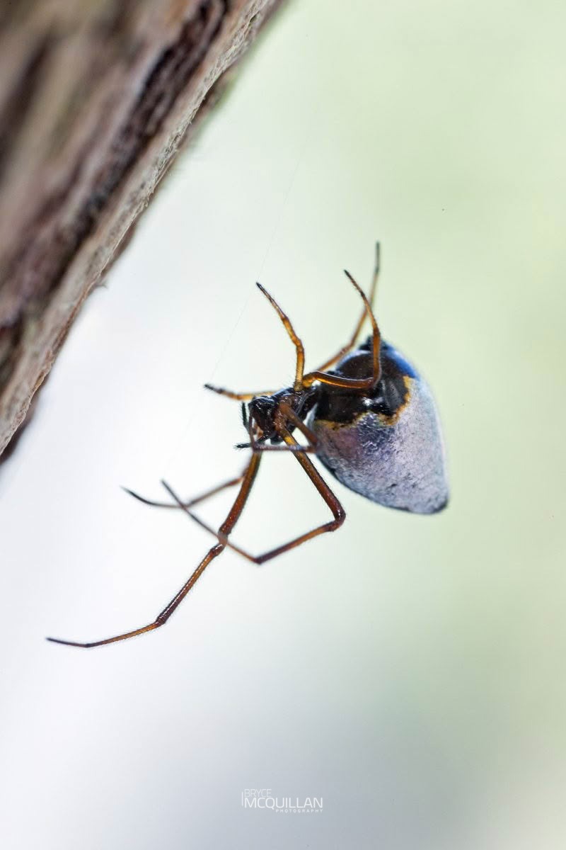 Argyrodes antipodianus, Theridiidae, photographed in New Zealand by Bryce McQuillan