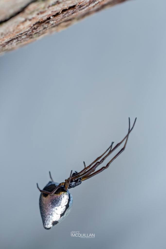 Argyrodes antipodianus, Theridiidae, photographed in New Zealand by Bryce McQuillan