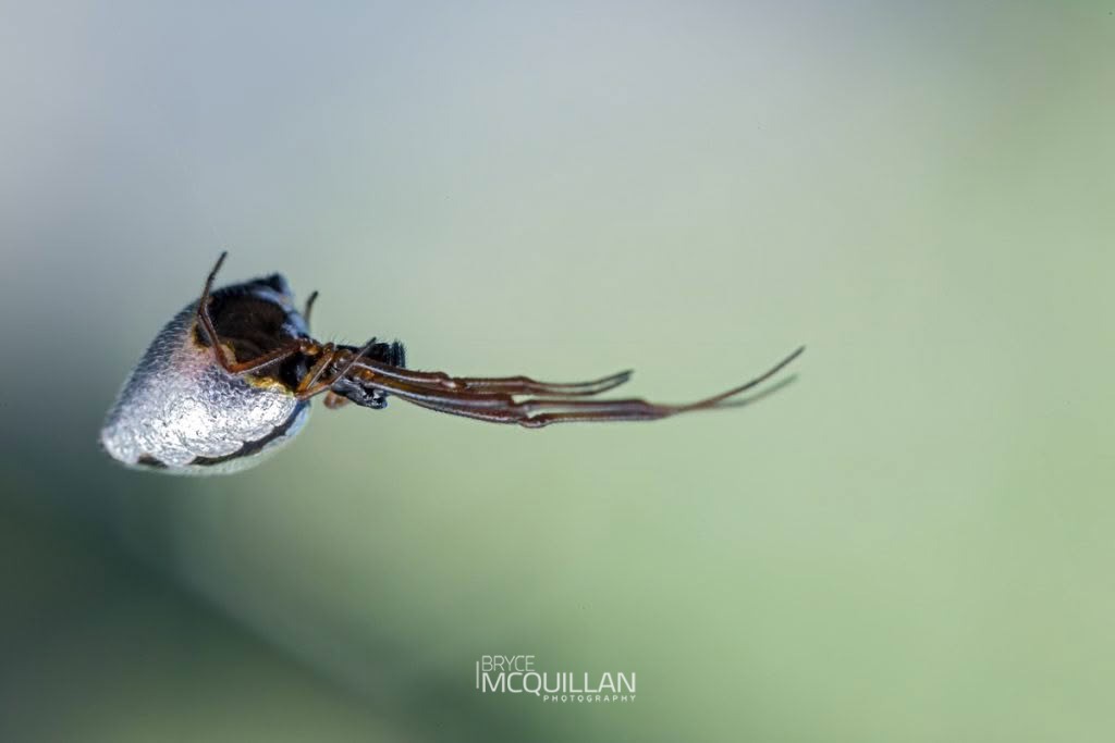 Argyrodes antipodianus, Theridiidae, photographed in New Zealand by Bryce McQuillan