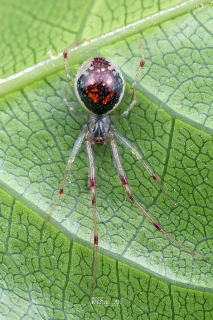 Theridion flabelliferum, Theridiidae, photographed in New Zealand by Bryce McQuillan