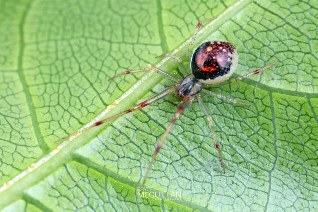 Theridion flabelliferum, Theridiidae, photographed in New Zealand by Bryce McQuillan