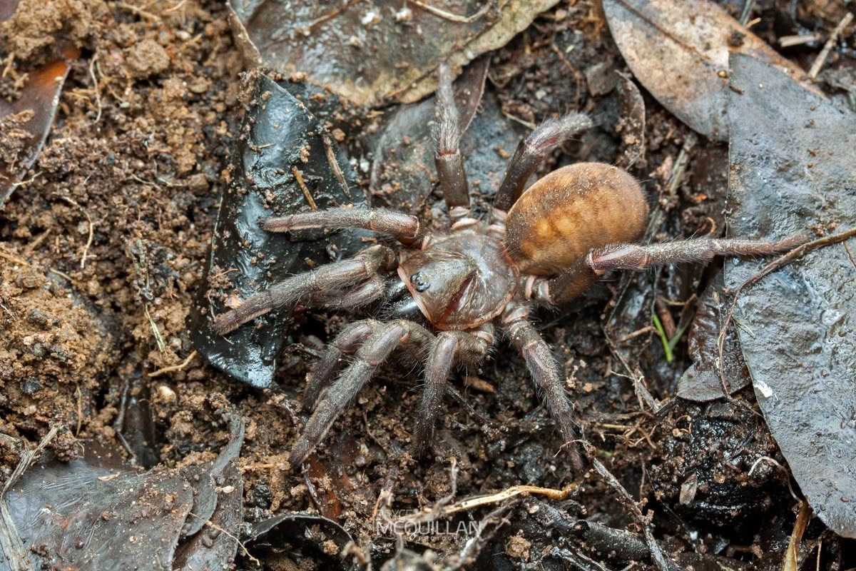 Cantuaria spp, Idiopidae, photographed in New Zealand by Bryce McQuillan