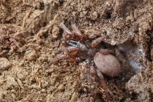 Stanwellia spp, Pycnothelidae, photographed in New Zealand by Bryce McQuillan