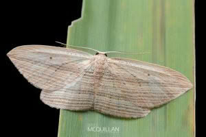 Epiphryne verriculata, Geometridae photographed by Bryce McQuillan
