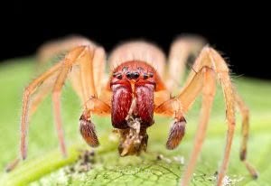 Clubiona spp, Clubionidae, photographed in New Zealand by Bryce McQuillan