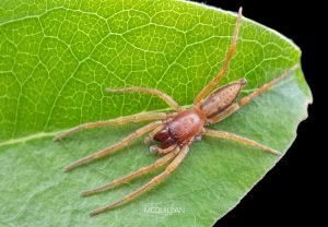 Clubiona pecularis, Clubionidae, photographed in New Zealand by Bryce McQuillan