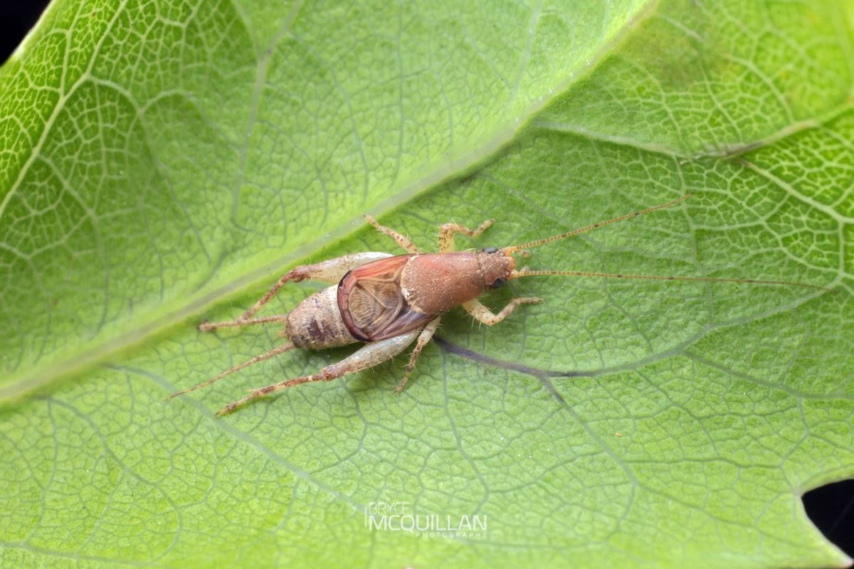 Ornebius aperta, Mogoplistidae, photographed in New Zealand by Bryce McQuillan