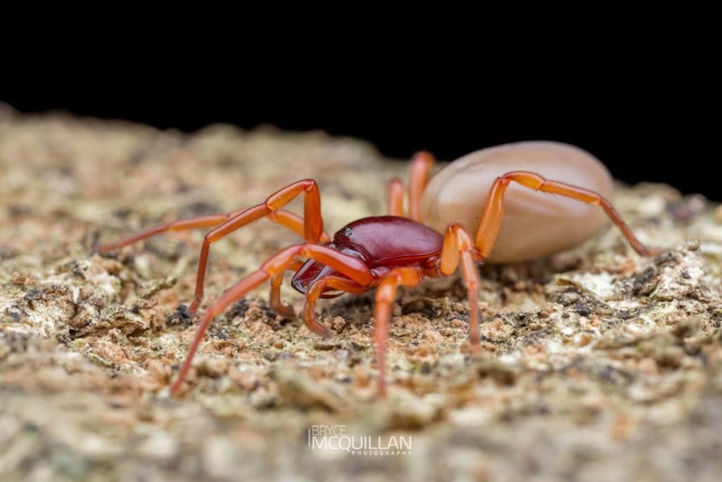 Dysdera crocata, Dysderidae, photographed in New Zealand by Bryce McQuillan
