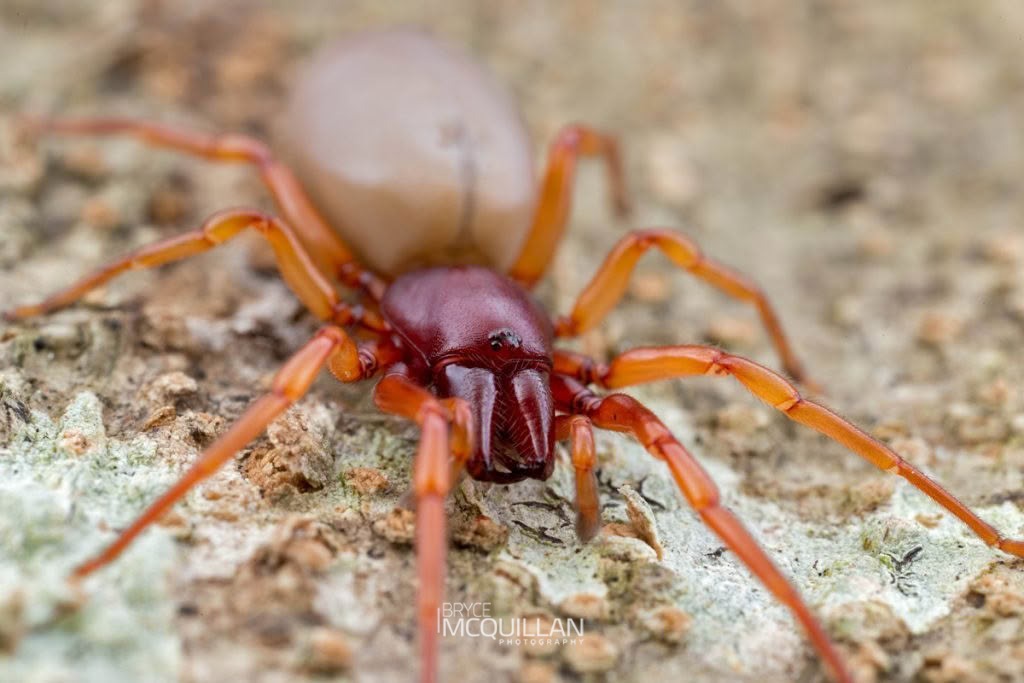 Dysdera crocata, Dysderidae, photographed in New Zealand by Bryce McQuillan