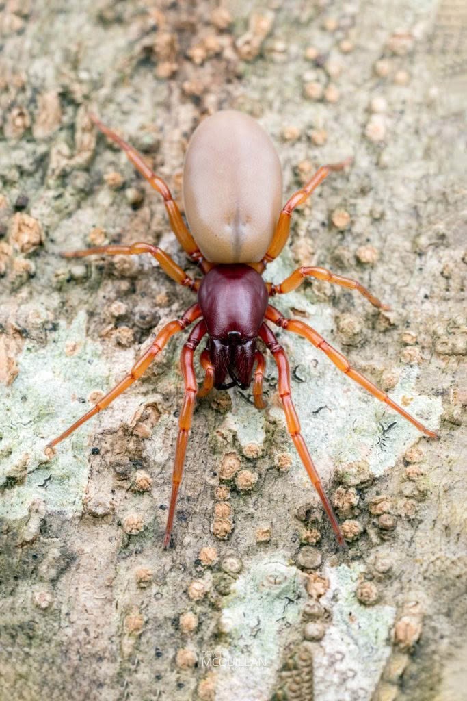 Dysdera crocata, Dysderidae, photographed in New Zealand by Bryce McQuillan
