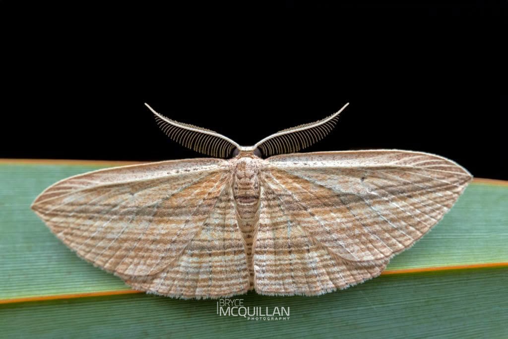 Cabbage Tree Moth (Epiphryne verriculata), Geometridae, photographed in New Zealand by Bryce McQuillan