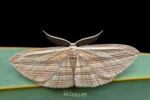 Epiphryne verriculata, Geometridae photographed by Bryce McQuillan