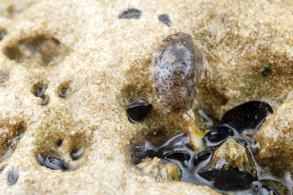 Onchidella nigricans, Onchidiidae, photographed in New Zealand by Bryce McQuillan
