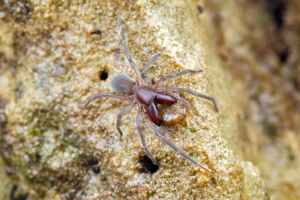 Marine Spider (Desis marina), Desidae, photographed in New Zealand by Bryce McQuillan