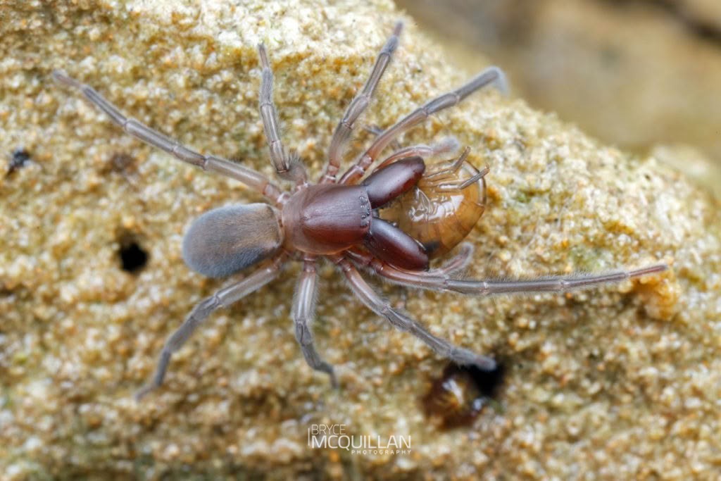 Marine Spider (Desis marina), Desidae, photographed in New Zealand by Bryce McQuillan