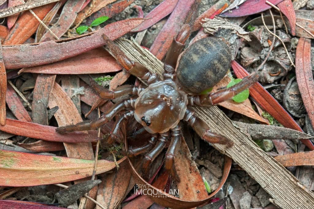 Cantuaria dendyi, Idiopidae, photographed in New Zealand by Bryce McQuillan