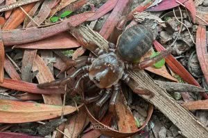 Cantuaria dendyi, Idiopidae, photographed in New Zealand by Bryce McQuillan