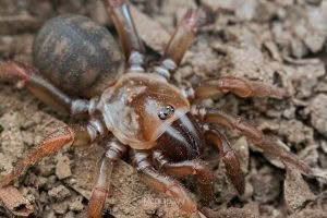 Cantuaria dendyi, Idiopidae, photographed in New Zealand by Bryce McQuillan