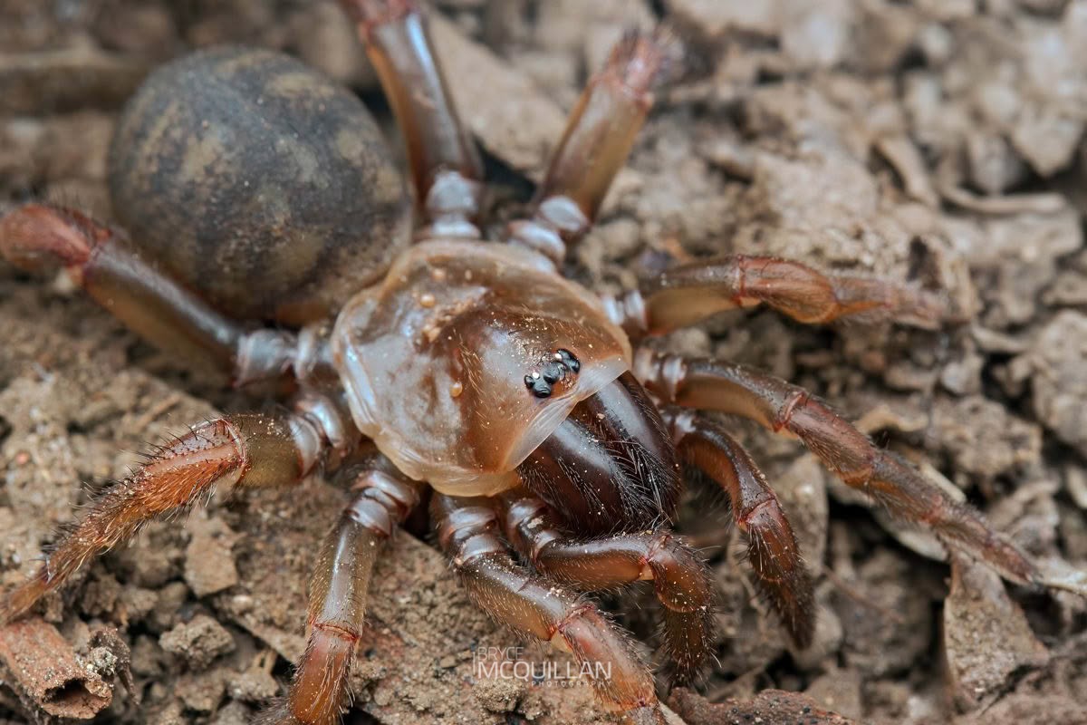Cantuaria dendyi, Idiopidae, photographed in New Zealand by Bryce McQuillan