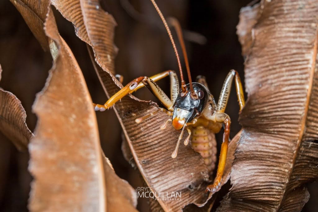 Auckland Tree Weta (Hemideina thoracica), Anostostomatidae, photographed in New Zealand by Bryce McQuillan