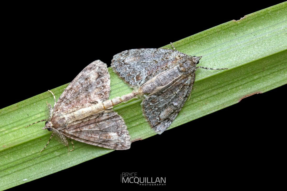 Pseudocoremia suavis, Geometridae photographed by Bryce McQuillan