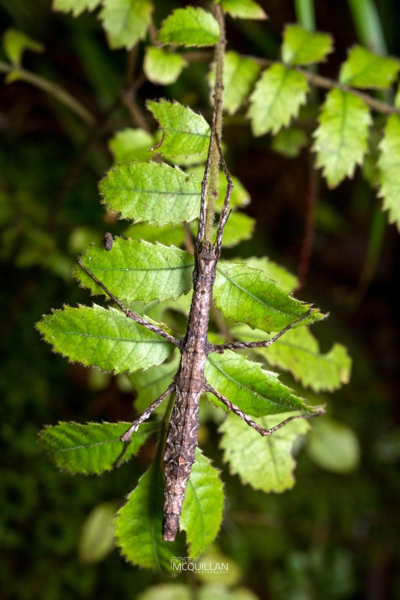 Spinotectarchus acornutus, Diapheromeridae, photographed in New Zealand by Bryce McQuillan